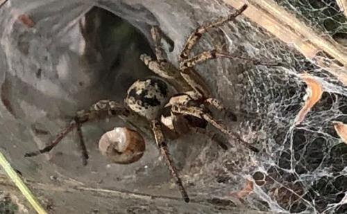 Agelena labyrinthica